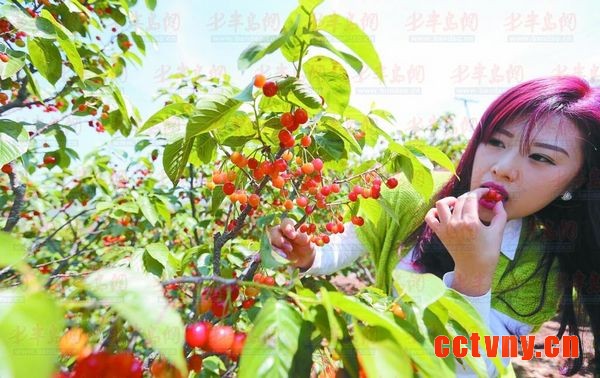 樱桃采摘