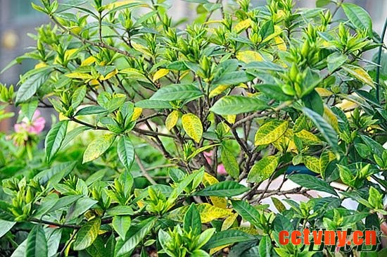栀子花叶子发黄(一勺醋解决)