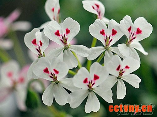 为什么要强剪天竺葵