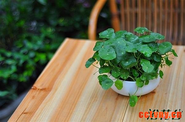 铜钱草能用浅盆养吗