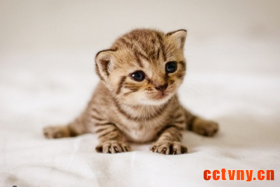 喂养猫猫应注意的几点事项