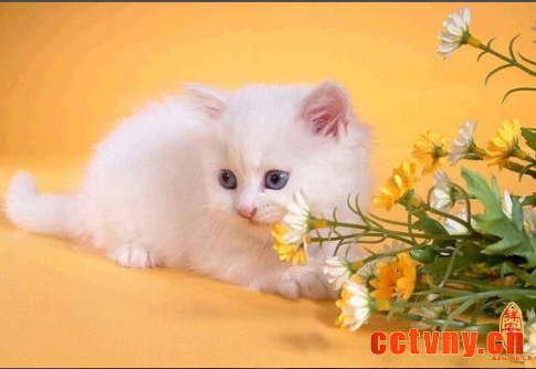 如何让猫猫变得乖巧听话呢？