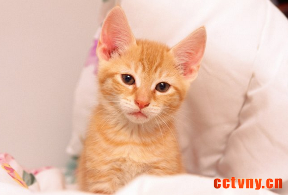 为何猫猫不喜欢吃甜食？