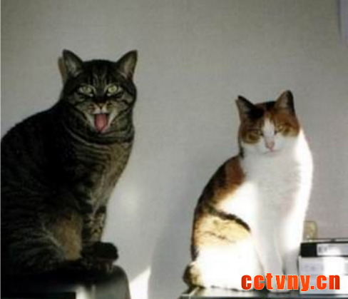 怎样让猫猫适应新的环境呢？
