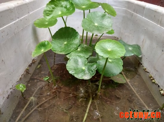 铜钱草怎么分株