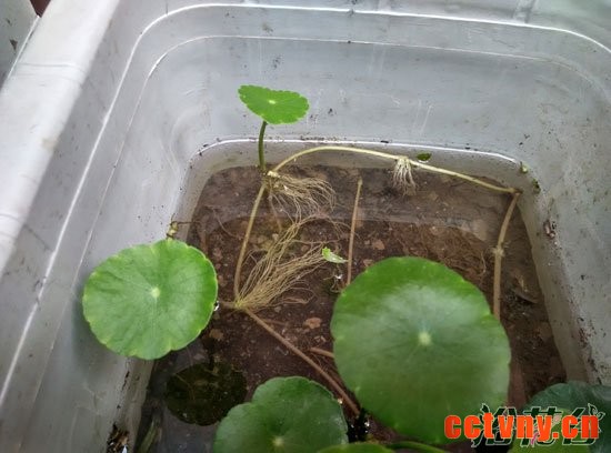 铜钱草怎么分株