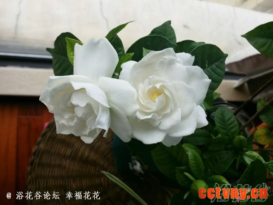 栀子花什么时候开放