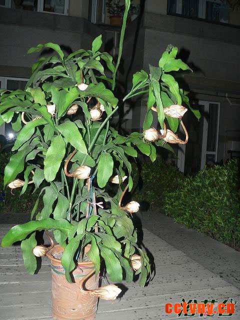 昙花不开花