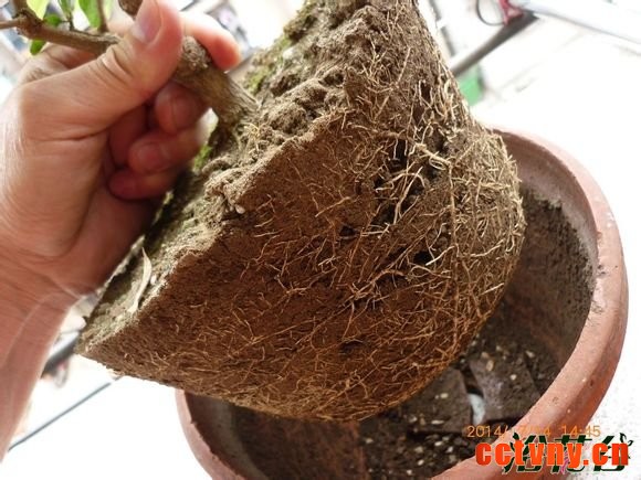 茉莉换盆时间