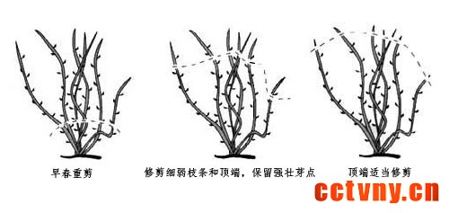 铁线莲总统修剪
