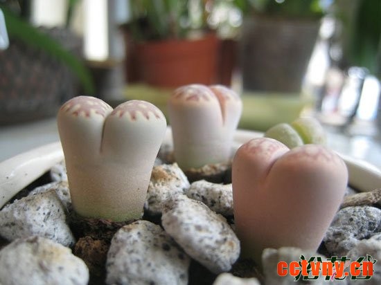 生石花徒了怎么办