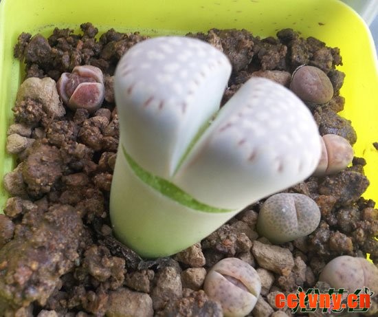 生石花水多爆裂（原因分析）