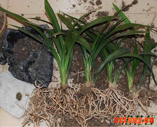 墨兰烂根怎么办