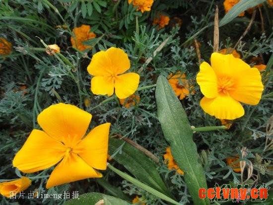 花菱草什么时候播种