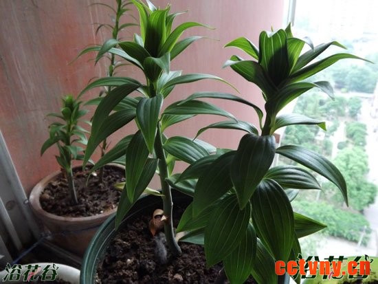 百合一年就会死吗