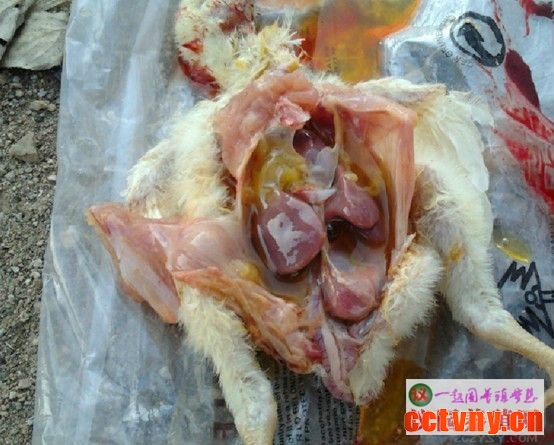 家禽解剖基础技术知识20(图片)
