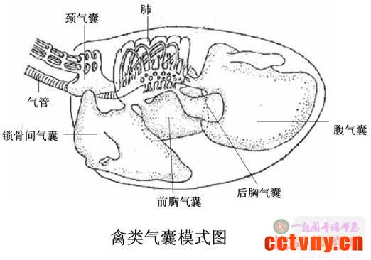 家禽解剖基础技术知识13(图片)