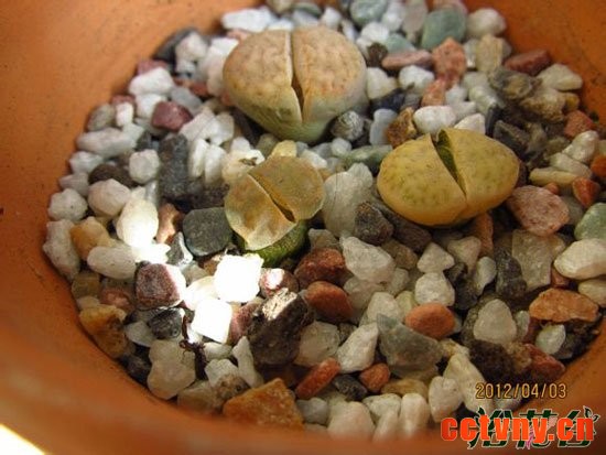 生石花晒伤了怎么办