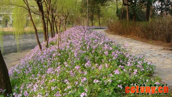 二月兰播种时间