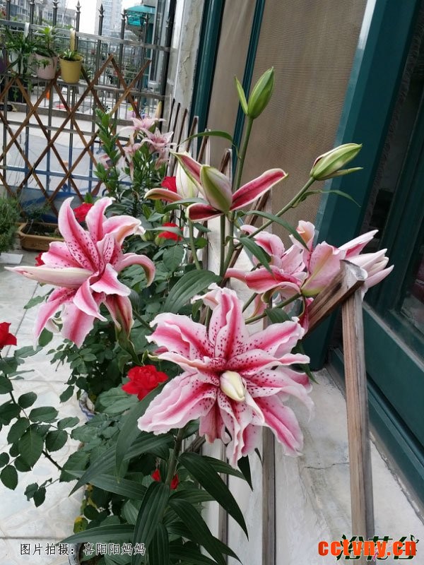 百合一年开几次花