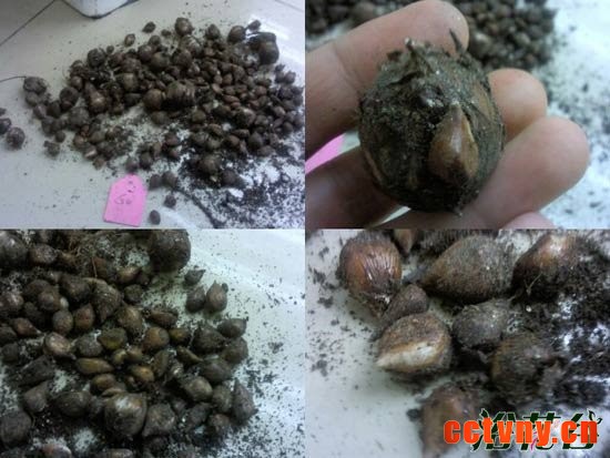 球根花卉有哪些类型