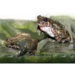 石蛙的养殖技术 人工饲养石鸡 棘胸蛙VCD视频光碟