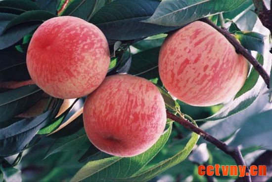 金海湖镇韩庄村东——北京十佳观光采摘园 三农网 三农