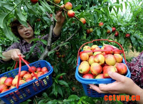 刘家店镇寅洞村——蟠桃第一镇 三农网 三农