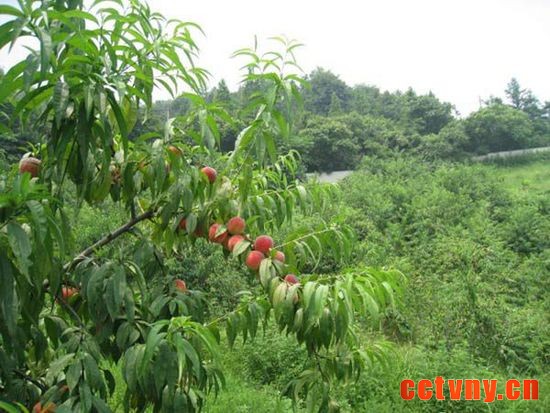 独乐河镇峨嵋山村——道教圣地 三农网 三农