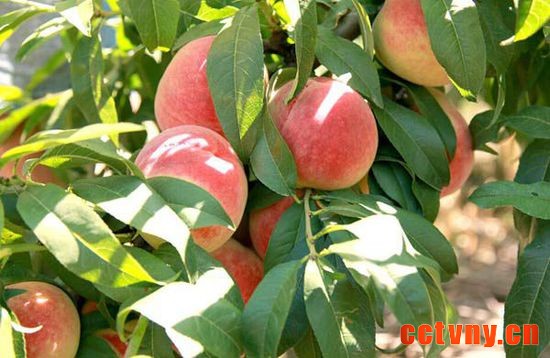 大华山后北宫村——中华大桃第一村 三农网 三农