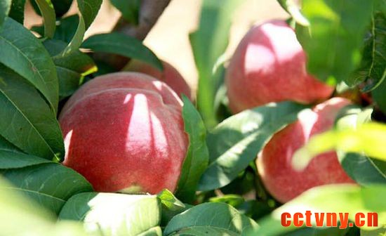 罗营镇北四道岭村——最美乡村 三农网 三农