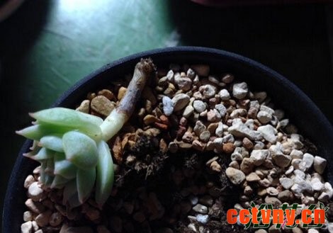多肉黑腐怎么办