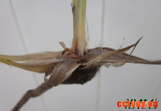 兰花软腐病图片