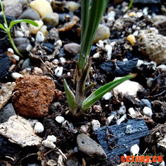 兰花软腐病图片