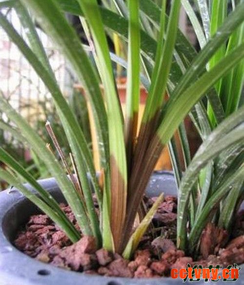 兰花软腐病图片