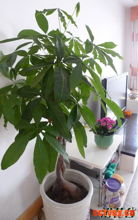 如何给发财树施肥 施什么肥