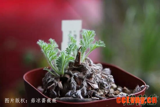 羽叶洋葵养护方法