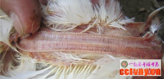 家禽解剖基础技术知识14（图片）
