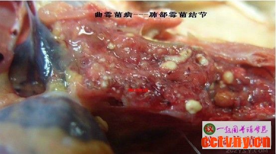 家禽解剖基础技术知识13（图片）