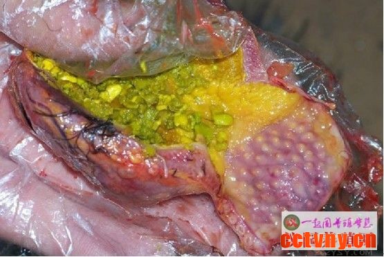 家禽解剖基础技术知识4（图片）