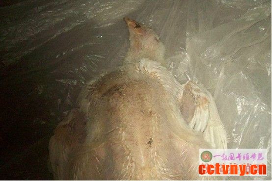 家禽解剖基础技术知识3（图片）