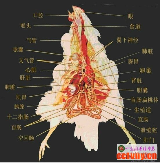 家禽解剖基础技术知识8（图片）