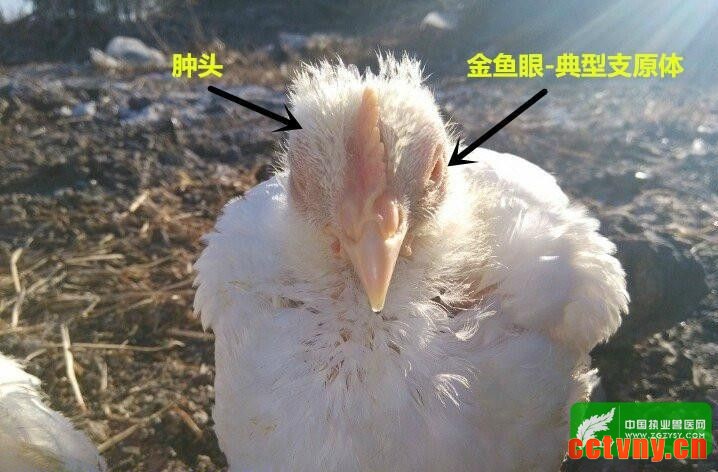 支原体