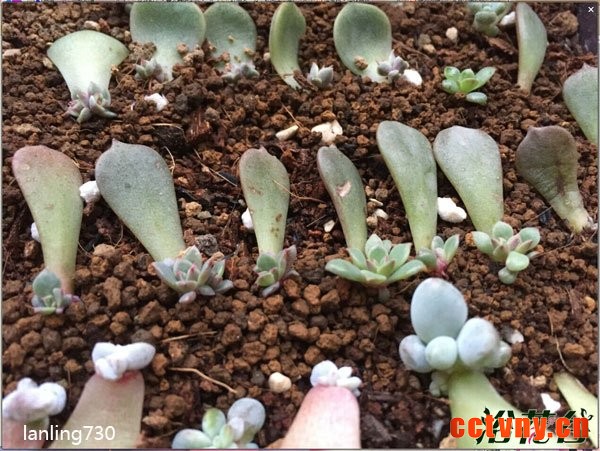 纸风车多肉叶插经验