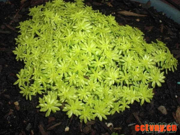 黄金万年草繁殖