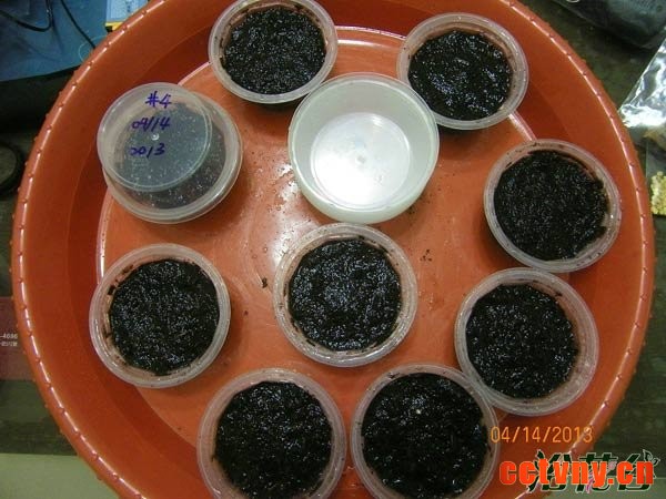 大岩桐种子怎么播种