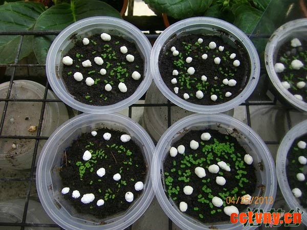 大岩桐种子怎么播种