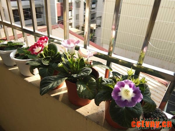 大岩桐种子怎么播种