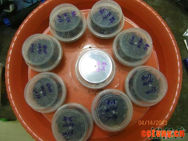 大岩桐种子怎么播种