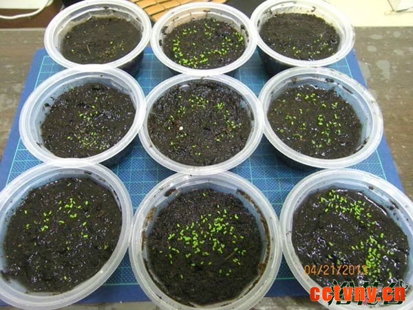 大岩桐种子怎么播种